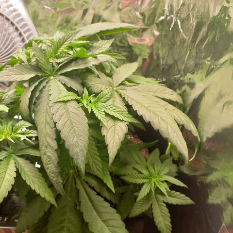 Sophie growlog timeline photo