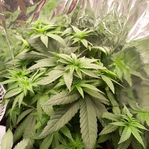 Sophie growlog timeline photo