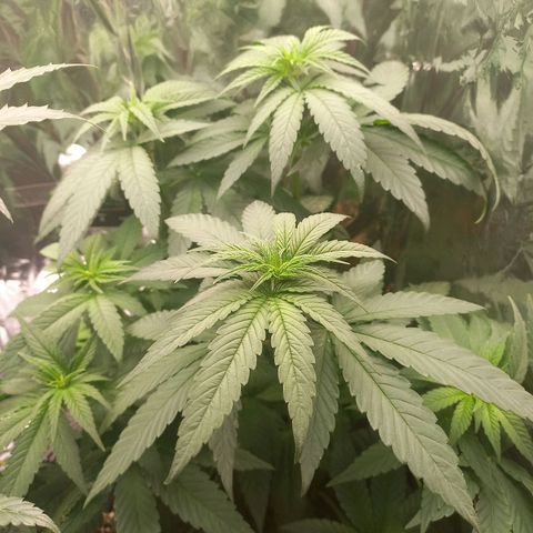 Sophie growlog timeline photo