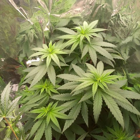 Sophie growlog timeline photo