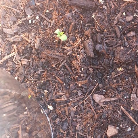 Royal Skittlez growlog timeline photo