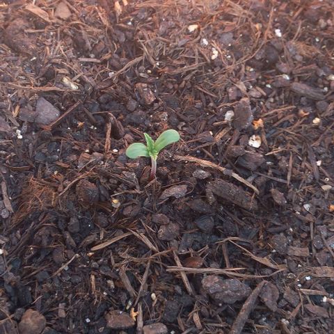 Royal Skittlez growlog timeline photo