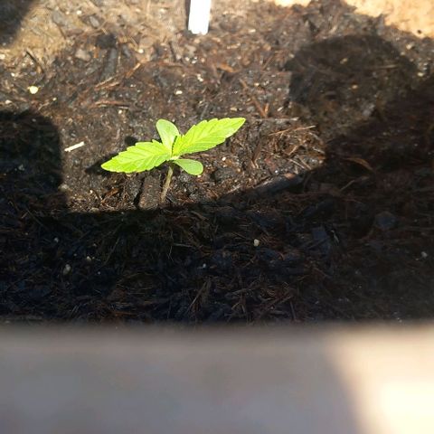Cookie Gorilla growlog timeline photo