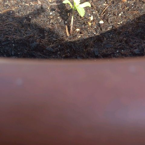 AmnesiaHaze growlog timeline photo