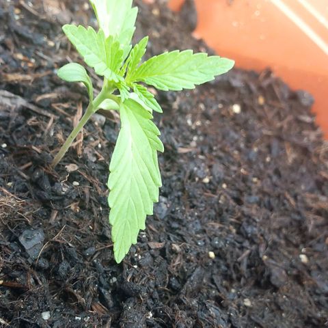 AmnesiaHaze growlog photo: 14 Tage nach Seed