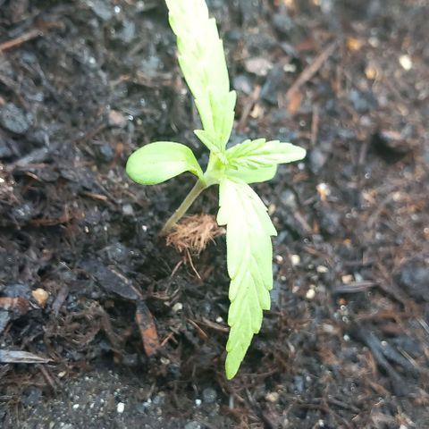 Cookie Gorilla growlog photo: 14 Tqge nach Seed