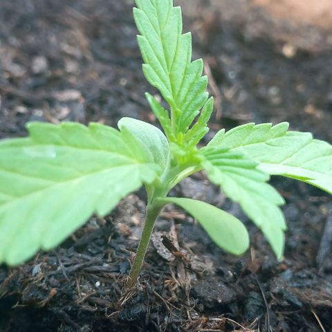 Royal Skittlez growlog photo: 14 Tage nach Seed