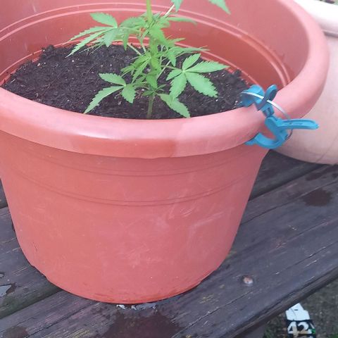 AmnesiaHaze growlog timeline photo