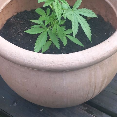 Royal Skittlez growlog timeline photo