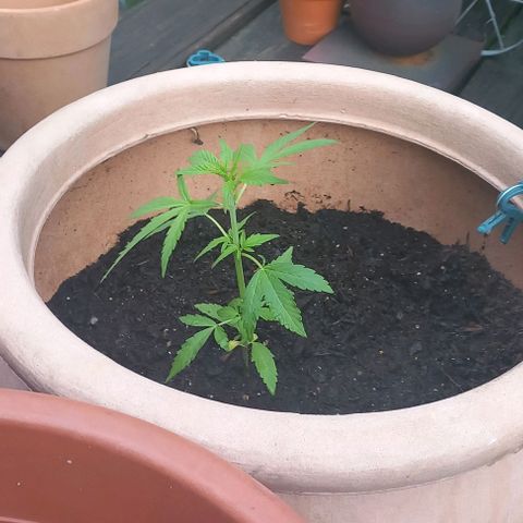 Cookie Gorilla growlog timeline photo