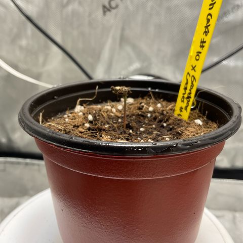Kush Cake #10 x Grandpas Cookies #6 growlog timeline photo