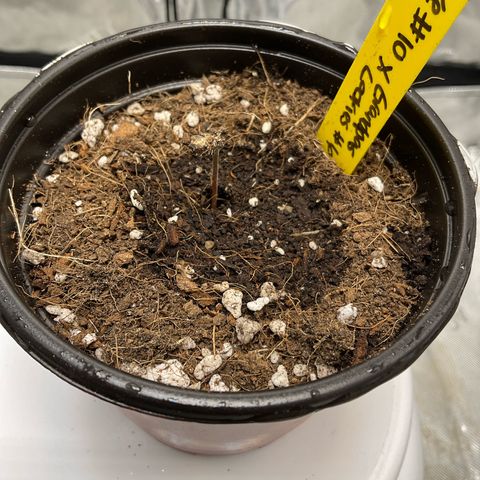 Kush Cake #10 x Grandpas Cookies #6 growlog timeline photo