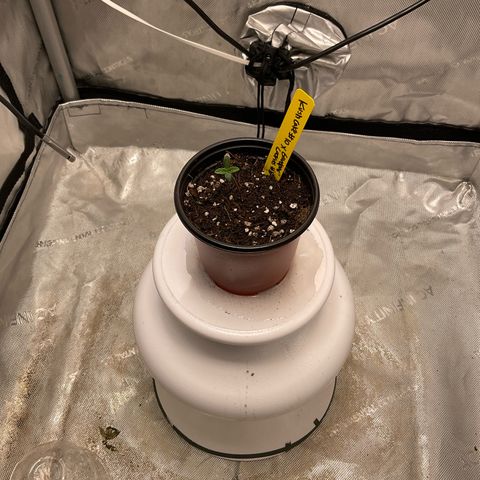 Kush Cake #10 x Grandpas Cookies #6 growlog timeline photo
