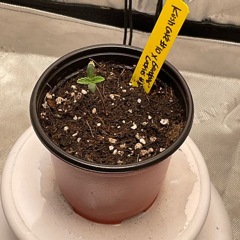 Kush Cake #10 x Grandpas Cookies #6 growlog timeline photo
