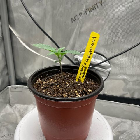 Kush Cake #10 x Grandpas Cookies #6 growlog timeline photo