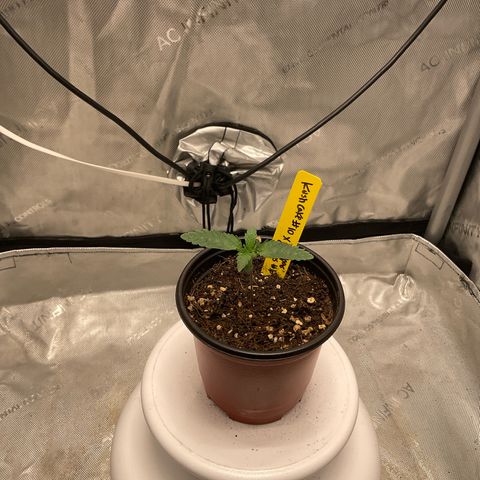 Kush Cake #10 x Grandpas Cookies #6 growlog timeline photo