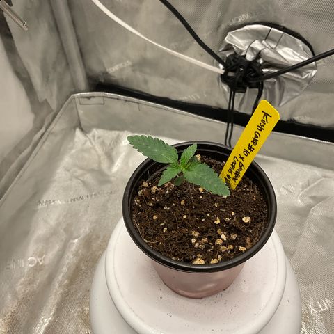 Kush Cake #10 x Grandpas Cookies #6 growlog timeline photo