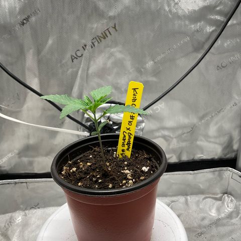 Kush Cake #10 x Grandpas Cookies #6 growlog timeline photo