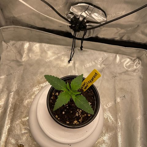 Kush Cake #10 x Grandpas Cookies #6 growlog timeline photo