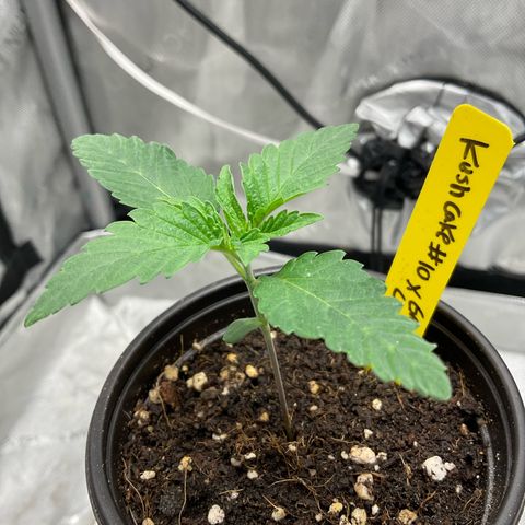 Kush Cake #10 x Grandpas Cookies #6 growlog timeline photo