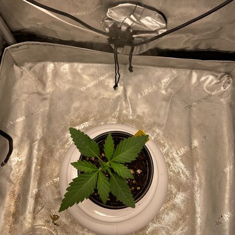 Kush Cake #10 x Grandpas Cookies #6 growlog timeline photo