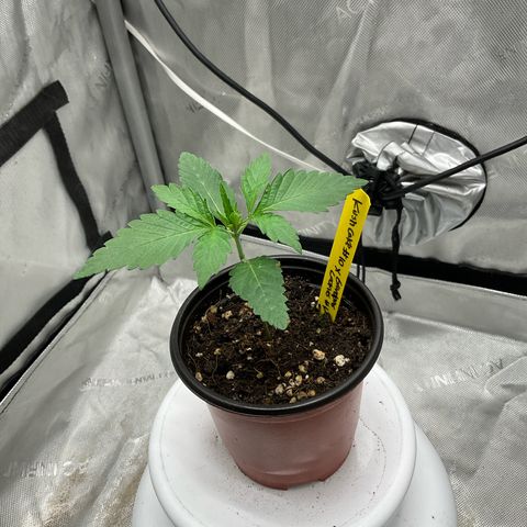 Kush Cake #10 x Grandpas Cookies #6 growlog timeline photo