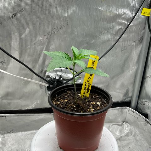 Kush Cake #10 x Grandpas Cookies #6 growlog timeline photo