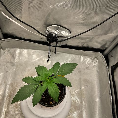 Kush Cake #10 x Grandpas Cookies #6 growlog timeline photo