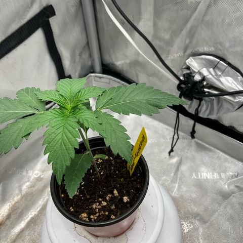 Kush Cake #10 x Grandpas Cookies #6 growlog timeline photo