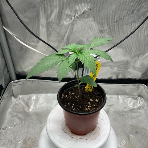 Kush Cake #10 x Grandpas Cookies #6 growlog timeline photo