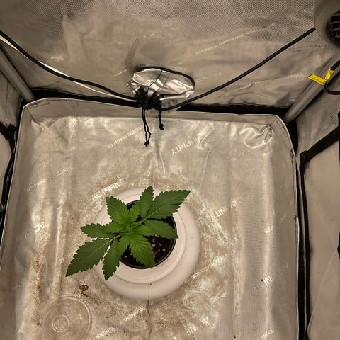 Kush Cake #10 x Grandpas Cookies #6 growlog timeline photo
