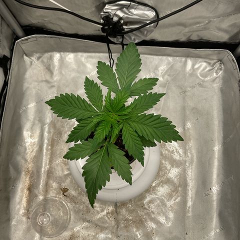 Kush Cake #10 x Grandpas Cookies #6 growlog timeline photo
