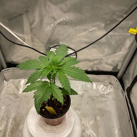 Kush Cake #10 x Grandpas Cookies #6 growlog timeline photo