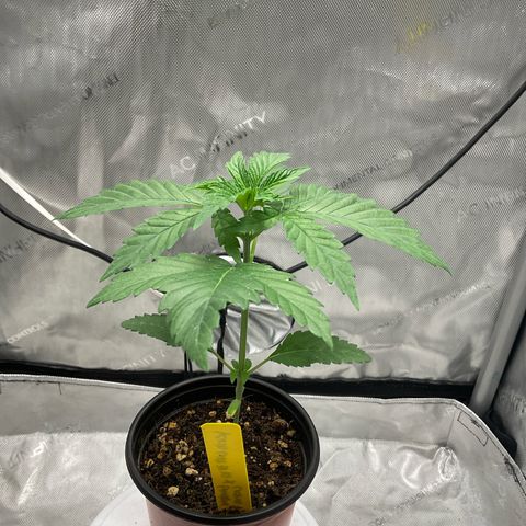 Kush Cake #10 x Grandpas Cookies #6 growlog timeline photo