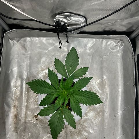 Kush Cake #10 x Grandpas Cookies #6 growlog timeline photo