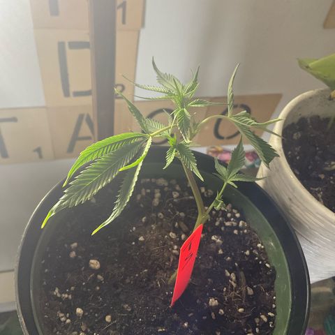 Tokyo Sunset growlog timeline photo