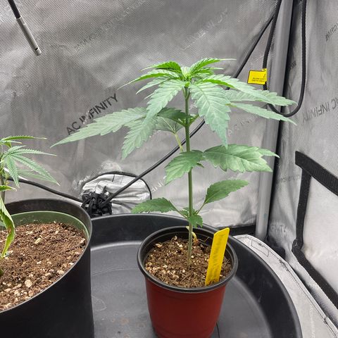 Kush Cake #10 x Grandpas Cookies #6 growlog timeline photo
