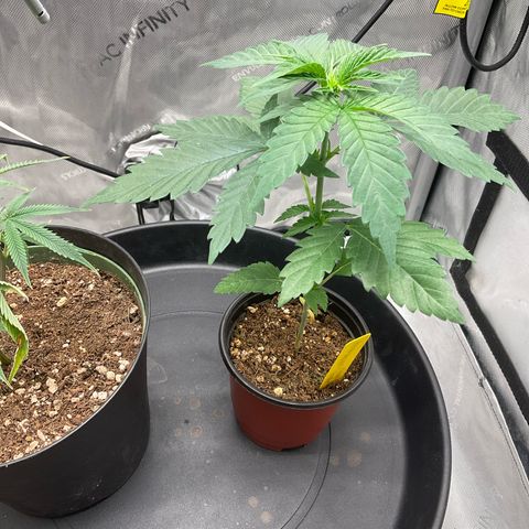 Kush Cake #10 x Grandpas Cookies #6 growlog timeline photo