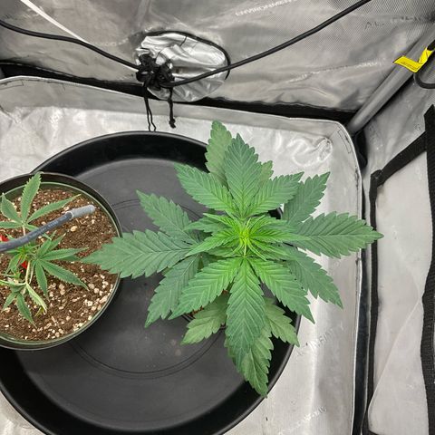 Kush Cake #10 x Grandpas Cookies #6 growlog timeline photo