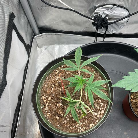 Tokyo Sunset growlog timeline photo