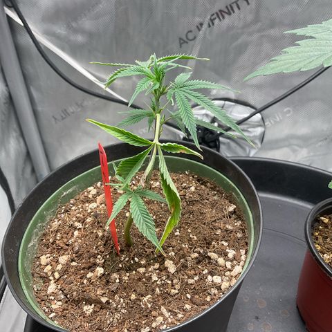 Tokyo Sunset growlog timeline photo