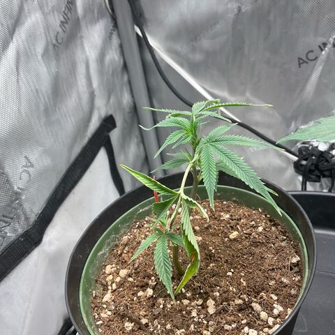 Tokyo Sunset growlog timeline photo