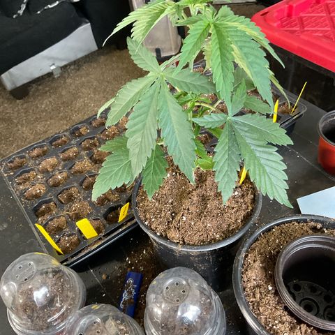Kush Cake #10 x Grandpas Cookies #6 growlog timeline photo