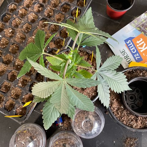 Kush Cake #10 x Grandpas Cookies #6 growlog timeline photo