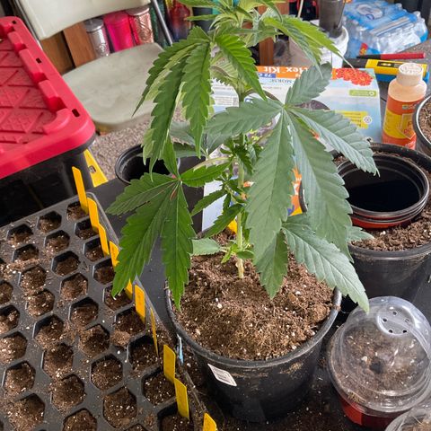 Kush Cake #10 x Grandpas Cookies #6 growlog timeline photo