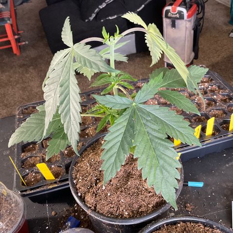 Kush Cake #10 x Grandpas Cookies #6 growlog timeline photo