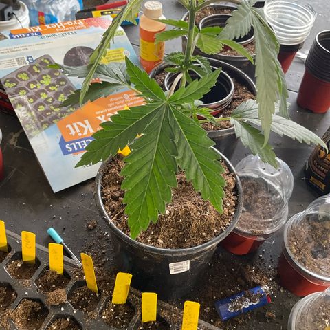 Kush Cake #10 x Grandpas Cookies #6 growlog timeline photo