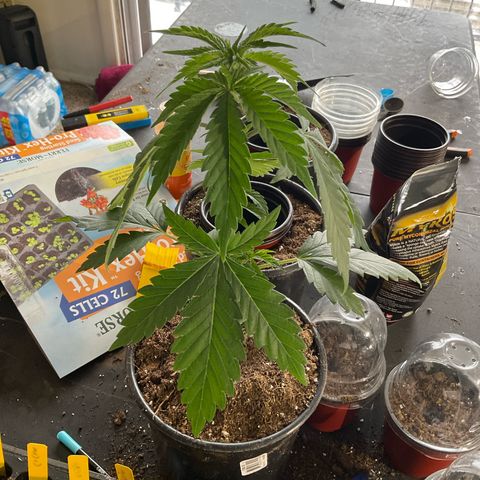 Kush Cake #10 x Grandpas Cookies #6 growlog timeline photo