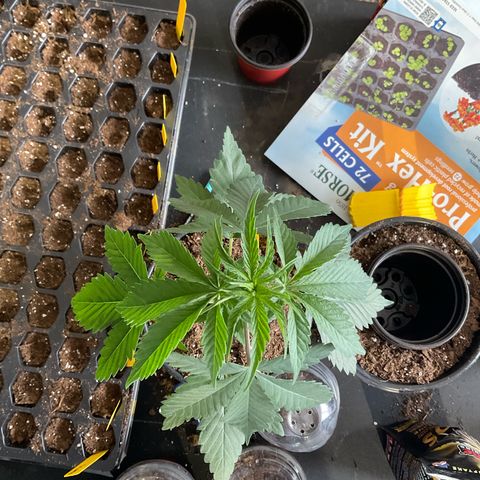 Kush Cake #10 x Grandpas Cookies #6 growlog timeline photo