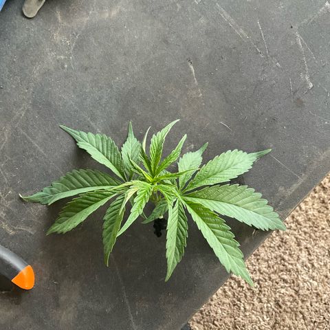 Kush Cake #10 x Grandpas Cookies #6 growlog timeline photo